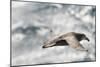 Southern Giant Petrel-Joe McDonald-Mounted Photographic Print