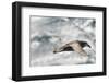 Southern Giant Petrel-Joe McDonald-Framed Photographic Print