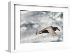 Southern Giant Petrel-Joe McDonald-Framed Photographic Print