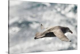 Southern Giant Petrel-Joe McDonald-Stretched Canvas