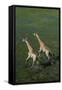 Southern Giraffe Aerial View of Giraffe Running in Water-null-Framed Stretched Canvas