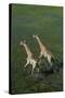 Southern Giraffe Aerial View of Giraffe Running in Water-null-Stretched Canvas