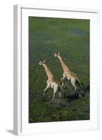 Southern Giraffe Aerial View of Giraffe Running in Water-null-Framed Photographic Print