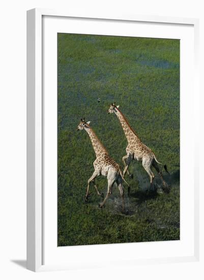 Southern Giraffe Aerial View of Giraffe Running in Water-null-Framed Photographic Print