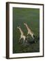Southern Giraffe Aerial View of Giraffe Running in Water-null-Framed Photographic Print