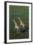 Southern Giraffe Aerial View of Giraffe Running in Water-null-Framed Photographic Print