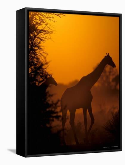 Southern Giraffe and Acacia Tree, Moremi Wildlife Reserve, Botswana-Pete Oxford-Framed Stretched Canvas