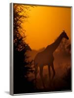 Southern Giraffe and Acacia Tree, Moremi Wildlife Reserve, Botswana-Pete Oxford-Framed Photographic Print