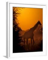 Southern Giraffe and Acacia Tree, Moremi Wildlife Reserve, Botswana-Pete Oxford-Framed Photographic Print