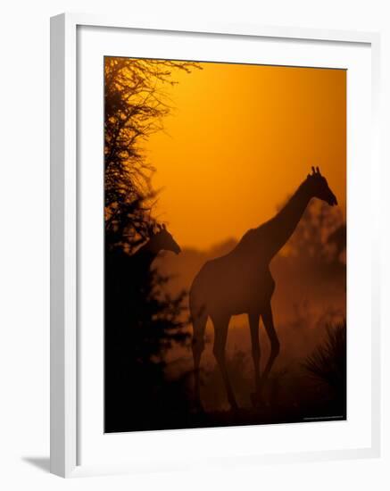 Southern Giraffe and Acacia Tree, Moremi Wildlife Reserve, Botswana-Pete Oxford-Framed Photographic Print