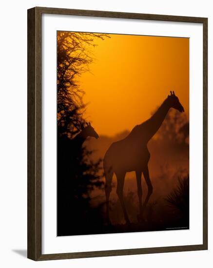 Southern Giraffe and Acacia Tree, Moremi Wildlife Reserve, Botswana-Pete Oxford-Framed Photographic Print