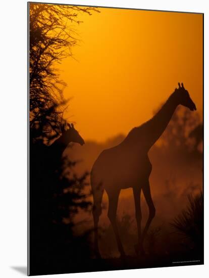 Southern Giraffe and Acacia Tree, Moremi Wildlife Reserve, Botswana-Pete Oxford-Mounted Photographic Print