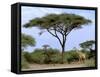 Southern Giraffe and Acacia Tree, Okavango Delta, Botswana-Pete Oxford-Framed Stretched Canvas