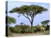 Southern Giraffe and Acacia Tree, Okavango Delta, Botswana-Pete Oxford-Stretched Canvas