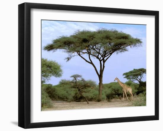 Southern Giraffe and Acacia Tree, Okavango Delta, Botswana-Pete Oxford-Framed Premium Photographic Print