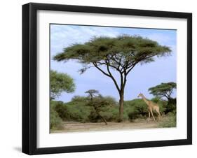 Southern Giraffe and Acacia Tree, Okavango Delta, Botswana-Pete Oxford-Framed Premium Photographic Print