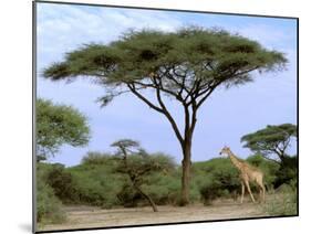 Southern Giraffe and Acacia Tree, Okavango Delta, Botswana-Pete Oxford-Mounted Premium Photographic Print