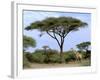 Southern Giraffe and Acacia Tree, Okavango Delta, Botswana-Pete Oxford-Framed Premium Photographic Print