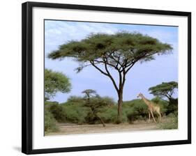 Southern Giraffe and Acacia Tree, Okavango Delta, Botswana-Pete Oxford-Framed Premium Photographic Print