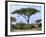 Southern Giraffe and Acacia Tree, Okavango Delta, Botswana-Pete Oxford-Framed Premium Photographic Print