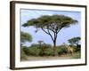 Southern Giraffe and Acacia Tree, Okavango Delta, Botswana-Pete Oxford-Framed Premium Photographic Print