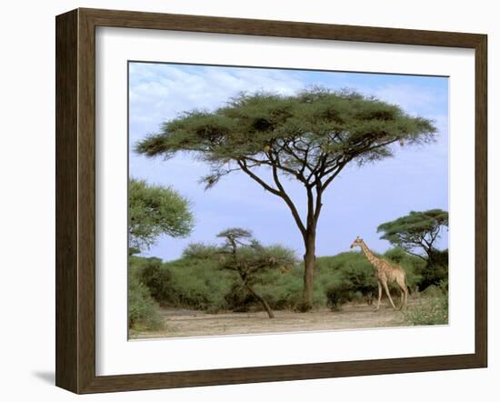 Southern Giraffe and Acacia Tree, Okavango Delta, Botswana-Pete Oxford-Framed Photographic Print