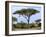 Southern Giraffe and Acacia Tree, Okavango Delta, Botswana-Pete Oxford-Framed Photographic Print