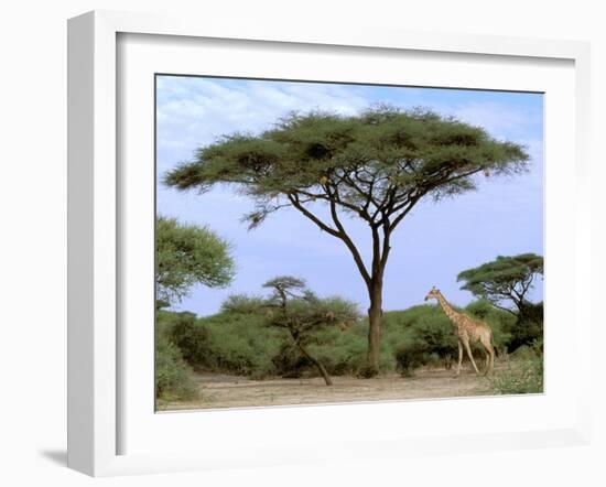 Southern Giraffe and Acacia Tree, Okavango Delta, Botswana-Pete Oxford-Framed Photographic Print