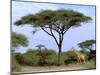 Southern Giraffe and Acacia Tree, Okavango Delta, Botswana-Pete Oxford-Mounted Photographic Print