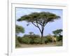 Southern Giraffe and Acacia Tree, Okavango Delta, Botswana-Pete Oxford-Framed Photographic Print