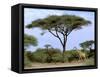 Southern Giraffe and Acacia Tree, Okavango Delta, Botswana-Pete Oxford-Framed Stretched Canvas