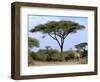 Southern Giraffe and Acacia Tree, Okavango Delta, Botswana-Pete Oxford-Framed Photographic Print