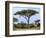 Southern Giraffe and Acacia Tree, Okavango Delta, Botswana-Pete Oxford-Framed Photographic Print