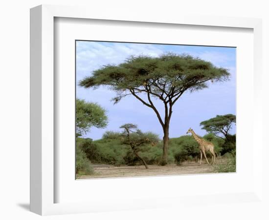 Southern Giraffe and Acacia Tree, Okavango Delta, Botswana-Pete Oxford-Framed Photographic Print