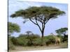 Southern Giraffe and Acacia Tree, Okavango Delta, Botswana-Pete Oxford-Stretched Canvas