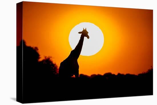 Southern Giraffe (Giraffa camelopardalis) at sunset, Etosha National Park, Namibia-null-Stretched Canvas