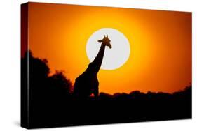 Southern Giraffe (Giraffa camelopardalis) at sunset, Etosha National Park, Namibia-null-Stretched Canvas