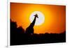 Southern Giraffe (Giraffa camelopardalis) at sunset, Etosha National Park, Namibia-null-Framed Photographic Print