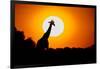 Southern Giraffe (Giraffa camelopardalis) at sunset, Etosha National Park, Namibia-null-Framed Photographic Print