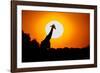 Southern Giraffe (Giraffa camelopardalis) at sunset, Etosha National Park, Namibia-null-Framed Photographic Print