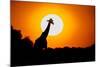 Southern Giraffe (Giraffa camelopardalis) at sunset, Etosha National Park, Namibia-null-Mounted Photographic Print