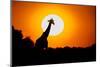 Southern Giraffe (Giraffa camelopardalis) at sunset, Etosha National Park, Namibia-null-Mounted Photographic Print