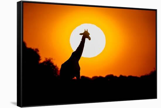 Southern Giraffe (Giraffa camelopardalis) at sunset, Etosha National Park, Namibia-null-Framed Stretched Canvas