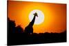 Southern Giraffe (Giraffa camelopardalis) at sunset, Etosha National Park, Namibia-null-Stretched Canvas