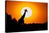 Southern Giraffe (Giraffa camelopardalis) at sunset, Etosha National Park, Namibia-null-Stretched Canvas