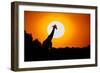 Southern Giraffe (Giraffa camelopardalis) at sunset, Etosha National Park, Namibia-null-Framed Photographic Print