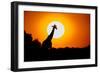 Southern Giraffe (Giraffa camelopardalis) at sunset, Etosha National Park, Namibia-null-Framed Photographic Print