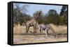 Southern Giraffe (Giraffa Camelopardalis), Khwai Concession, Okavango Delta, Botswana, Africa-Sergio Pitamitz-Framed Stretched Canvas