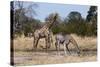 Southern Giraffe (Giraffa Camelopardalis), Khwai Concession, Okavango Delta, Botswana, Africa-Sergio Pitamitz-Stretched Canvas