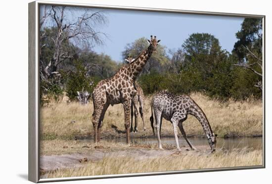 Southern Giraffe (Giraffa Camelopardalis), Khwai Concession, Okavango Delta, Botswana, Africa-Sergio Pitamitz-Framed Photographic Print